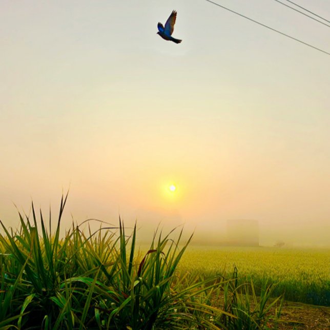 Affiche vue du village matinal (village of punjab sunrise moment  , peaceful nature vibes)