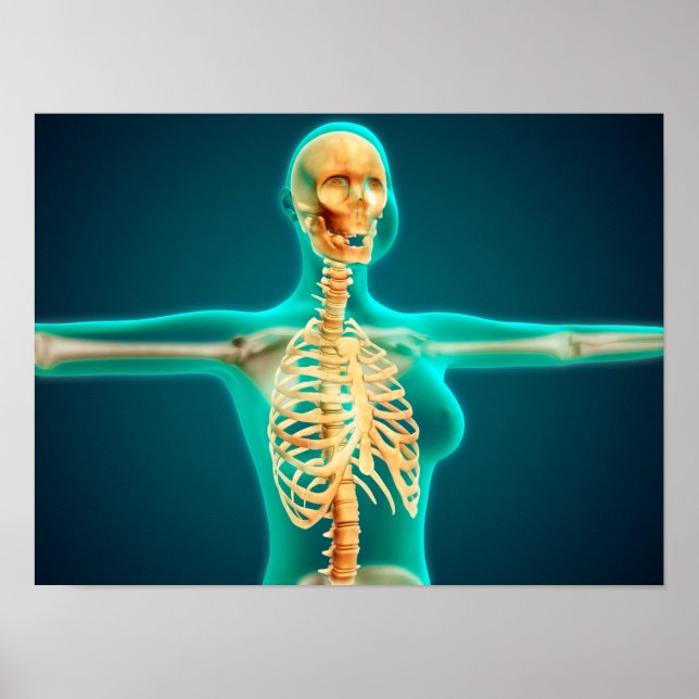 Affiche Vue En Rayon X Du Corps Supérieur Féminin Montrant (Devant)