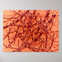 Vue Microscopique De L'Anthrax 3
