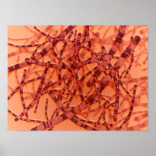 Affiche Vue Microscopique De L'Anthrax 3