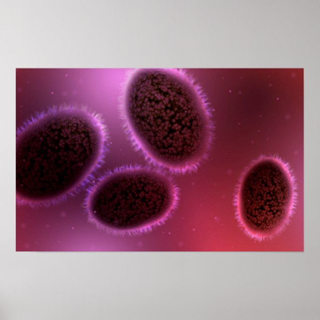 Affiche Vue Microscopique De Samllpox 2 (Devant)