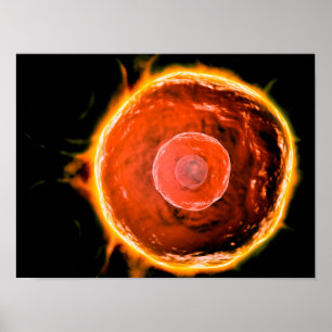 Affiche Vue Microscopique Des Cellules B Humaines 3