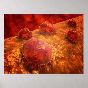 Affiche Vue microscopique des macrophages phagocytaires 1