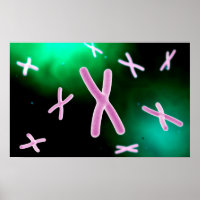 Vue Microscopique Du Chromosome 2