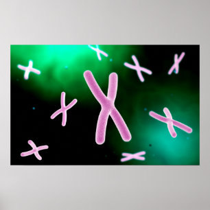 Affiche Vue Microscopique Du Chromosome 2