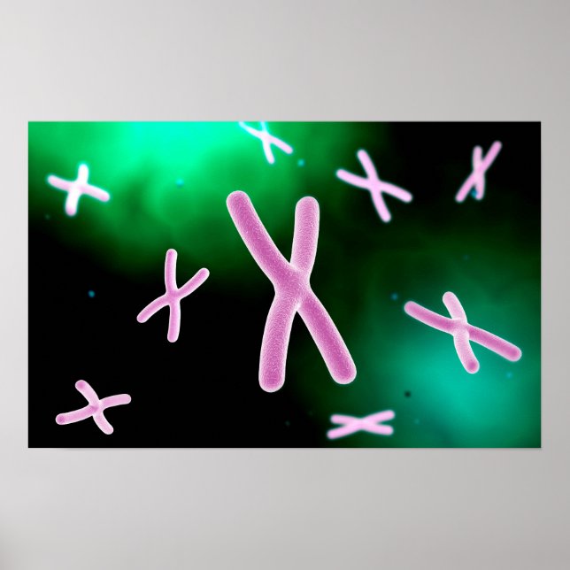 Affiche Vue Microscopique Du Chromosome 2 (Devant)