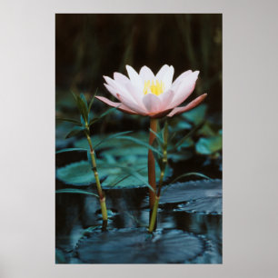 Affiche Vue rapprochée de nénuphar à Inle Lake