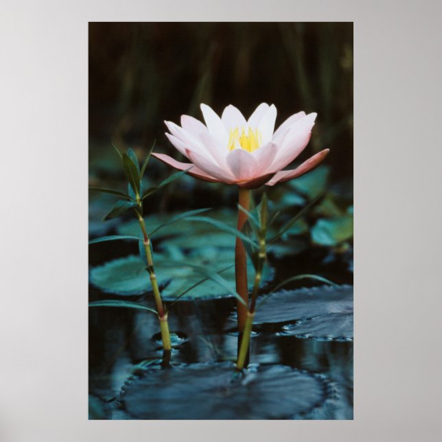 Affiche Vue rapprochée de nénuphar à Inle Lake (Devant)