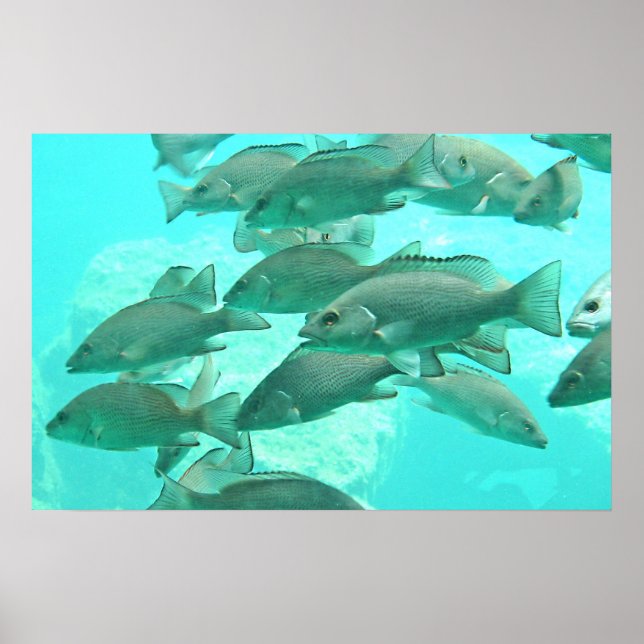 Affiche Vue sous-marine du poisson (Devant)