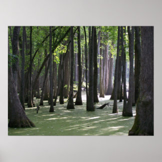 Affiche VueCachetCyprès