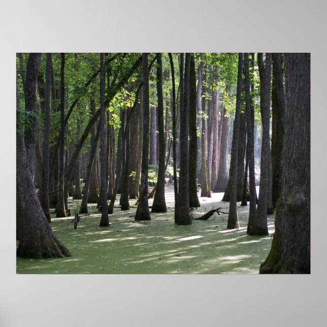 Affiche VueCachetCyprès (Devant)