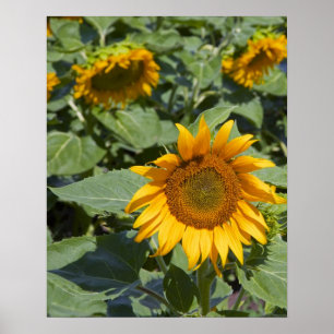 Affiche WA, comté de Kittitas, champ de tournesols