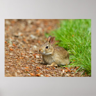 Affiche WA, Redmond, lapin bébé à queue blanche