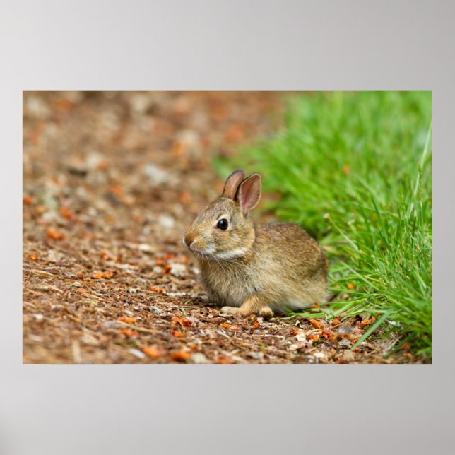 Affiche WA, Redmond, lapin bébé à queue blanche (Devant)