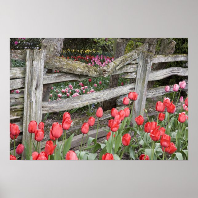 Affiche WA, Skagit Valley, Roozengaarde Tulip Garden, (Devant)