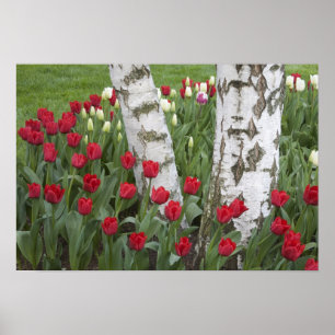 Affiche WA, vallée de Skagit, jardin de tulipes Roozengaar