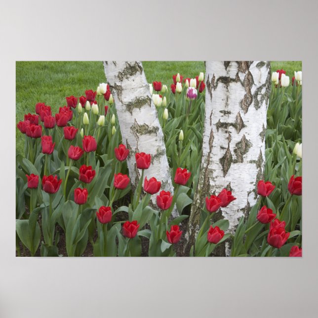 Affiche WA, vallée de Skagit, jardin de tulipes Roozengaar (Devant)
