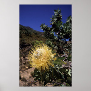 Affiche Waboom Protea (Protea Nitidia), Langeberg