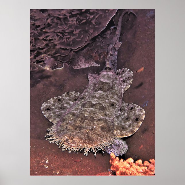 Affiche Wacky Weird Wobbegong (Devant)