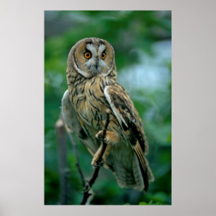 Affiche Waldohrle (Asio otus) est assis sur Ast.