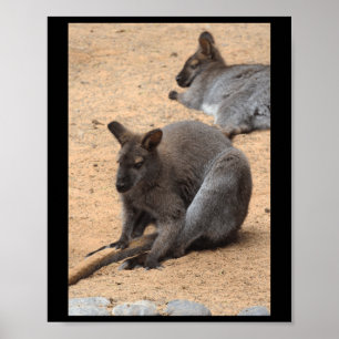 Affiche Wallabies Les amoureux de la nature Fuerteventura