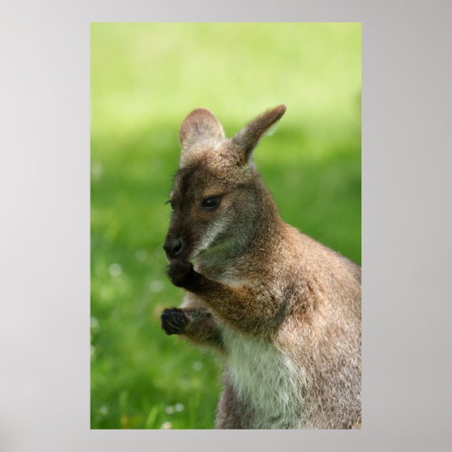 Affiche Wallaby de Bennett (Devant)