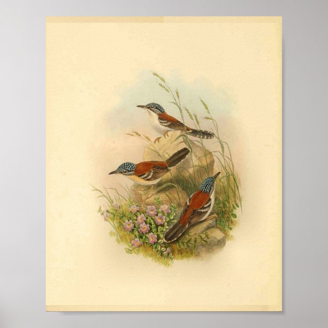 Affiche Wallace's Todopsis Wren Brown Bird Vintage Imprime (Devant)