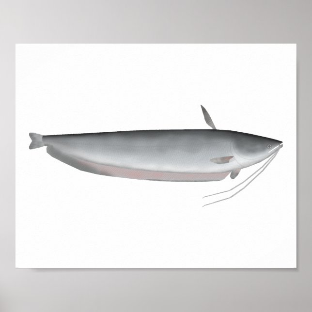 Affiche Wallago (Devant)