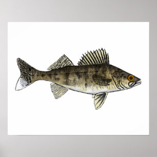 Affiche Walleye