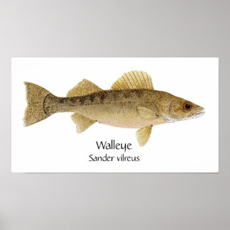 Affiche Walleye Art