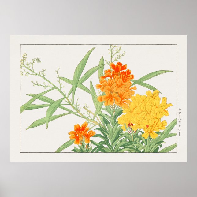 Affiche Wallflower Plante, Fleur Jaune & Orange de Konan, (Devant)