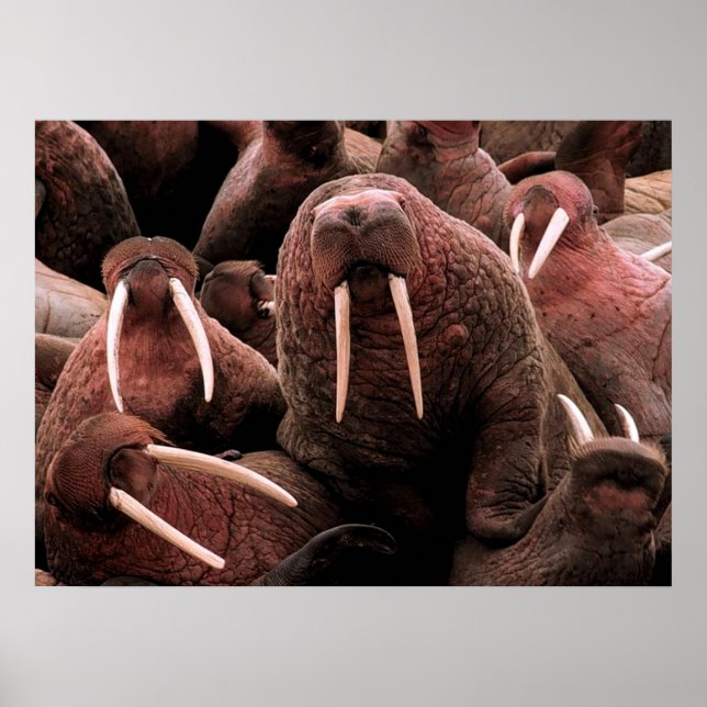 Affiche Walrus (Devant)