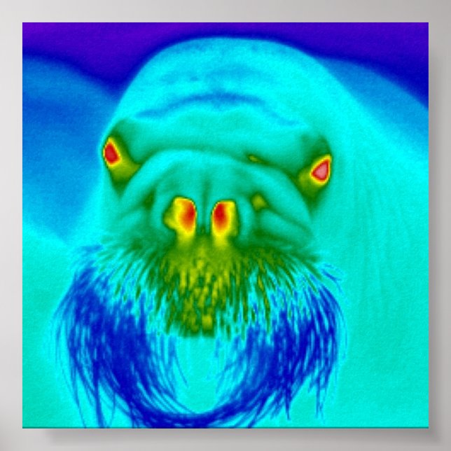 Affiche walrus cool (Devant)