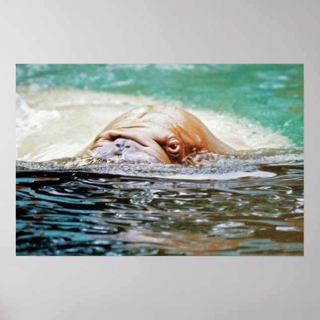 Affiche Walrus de natation (Devant)