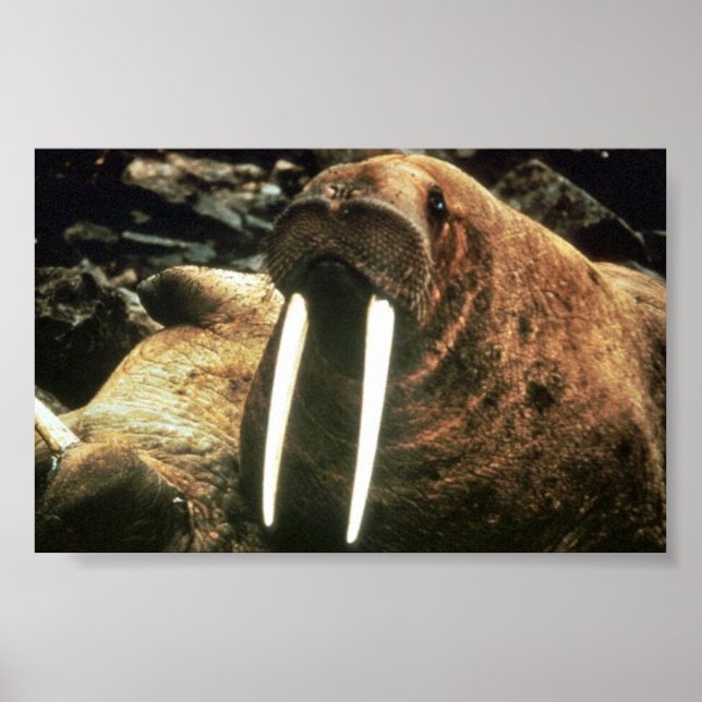 Affiche Walrus Homme (Devant)