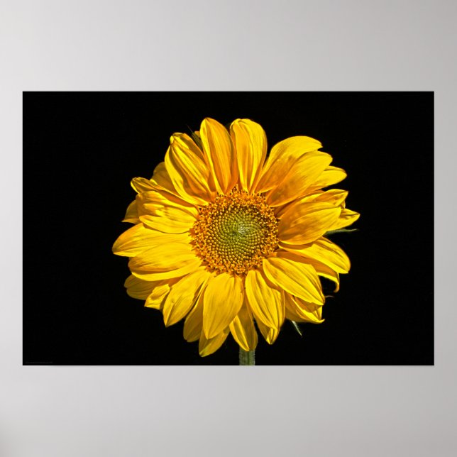 Affiche Wapcna de tournesol (Devant)