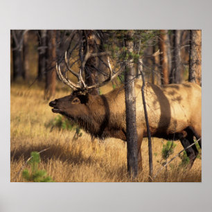 Affiche wapiti, Cervus elaphus, bull bourdonne dans un brû