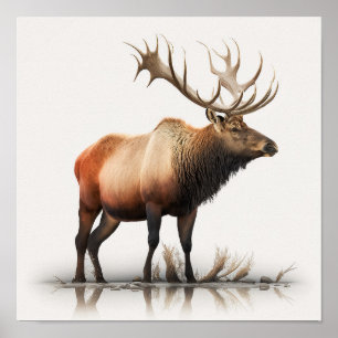 Affiche Wapiti mâle