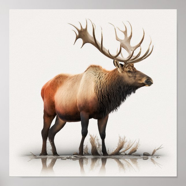 Affiche Wapiti mâle (Devant)