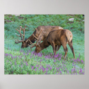 Affiche Wapitis mâles, parc national de Rocky Mountain, Co