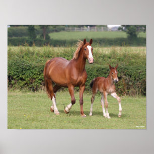 Affiche Warmblood Mare and Foal Walking Together