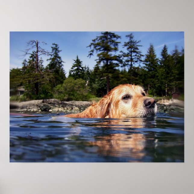 Affiche Water Dog - Imprimantes d'art (Devant)