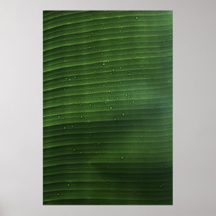 Affiche Water droplets on green leaf