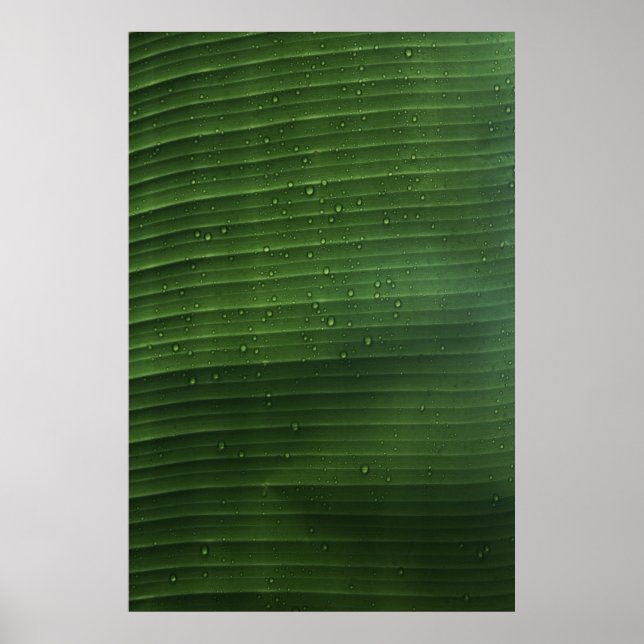 Affiche Water droplets on green leaf (Devant)