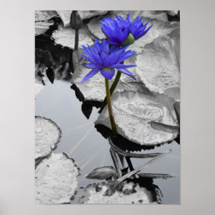 Affiche Water Lily Love