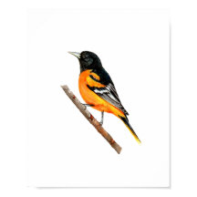 Watercolor Baltimore Oriole Bird Painting