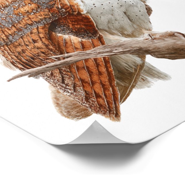 Affiche Watercolor Barn Owl Illustration Artwork (Coin)