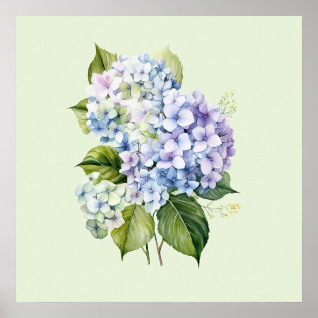Affiche Watercolor Botanical Floral Hydrangea (Devant)