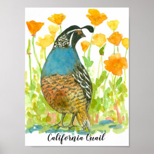 Affiche Watercolor California Quail Bird