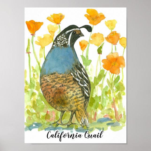 Affiche Watercolor California Quail Bird (Devant)